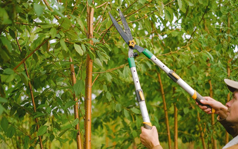 Tree trimming in Canton, NY